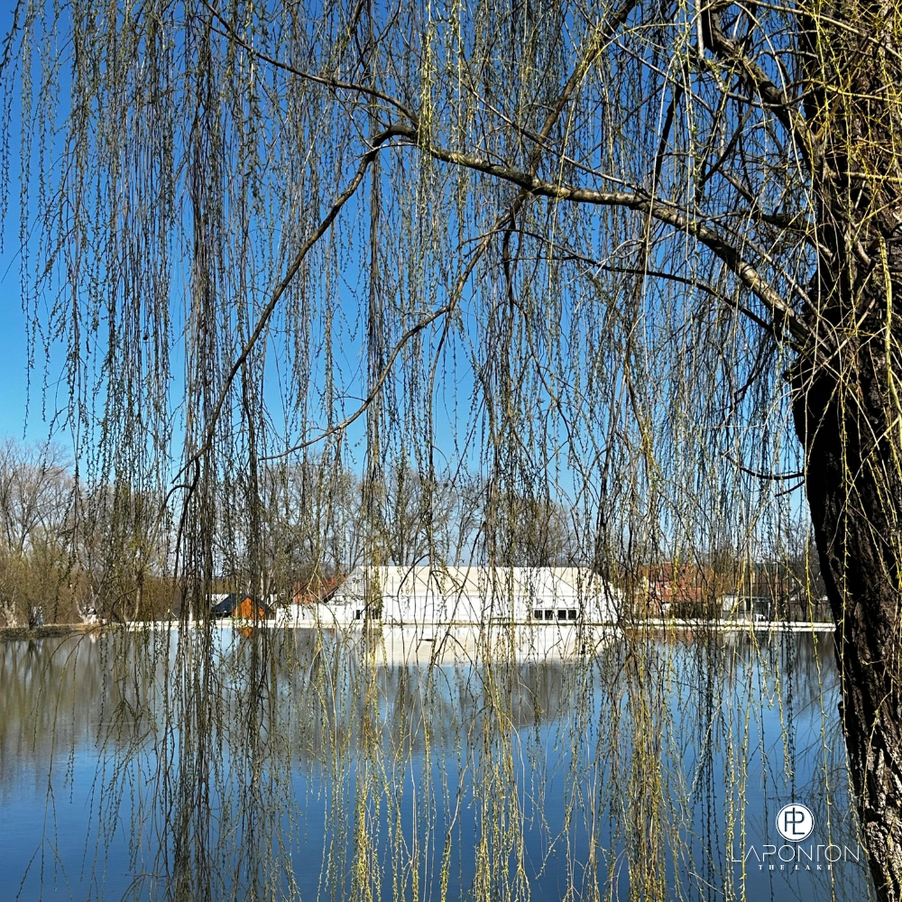 Reflecție de salcie pe apă, liniște și natură la Ponton Gârbova.